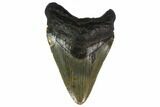 Fossil Megalodon Tooth - South Carolina #130756-1